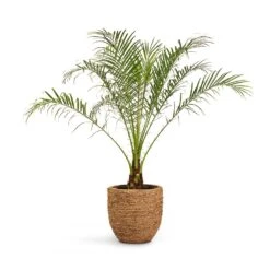 Cody Plant Pot - Straw Grass -Hortology Shop Phoenix roebelenii Pygmy Date Palm 17x50cm Cody Plant Pot Straw Grass 27x26cm 425c9fa2 386a 4cad bf97 eb9815a36266