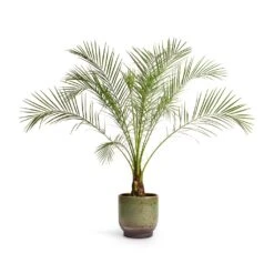 Phoenix Roebelenii - Pygmy Date Palm -Hortology Shop Phoenix roebelenii Pygmy Date Palm 17x50cm Linn Plant Pot Deep Green 21x21cm abfc0ba6 ed96 42f0 b384 46b558ae090b