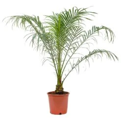 Phoenix Roebelenii - Pygmy Date Palm -Hortology Shop Phoenix roebelenii Pygmy Date Palm