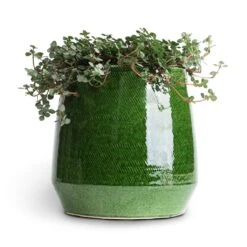 Remi Plant Pot - Green 18 Remi Plant Pot - Green -Hortology Shop Pilea glaucophylla Greyzy Silver Sparkles 10.5x15cm Remi Plant Pot Green 15x15cm