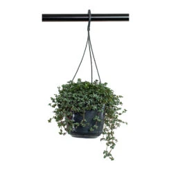 Pilea Glaucophylla Greyzy - Silver Sparkles 16 Pilea Glaucophylla Greyzy - Silver Sparkles -Hortology Shop Pilea glaucophylla Greyzy Silver Sparkles 15cm