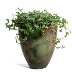 Pilea Glaucophylla Greyzy - Silver Sparkles 18 Pilea Glaucophylla Greyzy - Silver Sparkles -Hortology Shop Pilea glaucophylla Greyzy Silver Sparkles Livin Beauty Flowerpot Mystic Storm