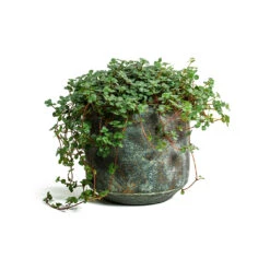 Pilea Glaucophylla Greyzy - Silver Sparkles 17 Pilea Glaucophylla Greyzy - Silver Sparkles -Hortology Shop Pilea glaucophylla Greyzy Silver Sparkles Saar Plant Pot Earth Cement