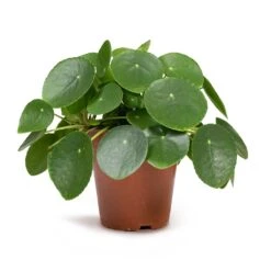 Pilea Peperomioides - Chinese Money Plant -Hortology Shop Pilea peperomioides Chinese Money Plant 12x20cm