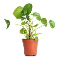 Pilea Peperomioides - Chinese Money Plant -Hortology Shop Pilea peperomioides Chinese Money Plant 13x25cm