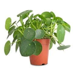Pilea Peperomioides - Chinese Money Plant -Hortology Shop Pilea peperomioides Chinese Money Plant 15x25cm