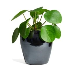 Amora Plant Pot - Anthracite Mirror -Hortology Shop Pilea peperomioides Chinese Money Plant 15x25cm Amora Plant Pot Anthracite Mirror 21x21cm