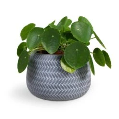 Pilea Peperomioides - Chinese Money Plant -Hortology Shop Pilea peperomioides Chinese Money Plant 15x25cm Angle Darcy Plant Pot Grey 24x16cm c9e01b24 21be 4559 832e 2d83c510855b