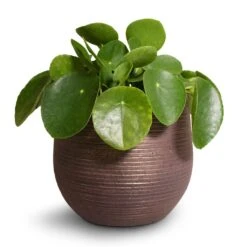 Pilea Peperomioides - Chinese Money Plant -Hortology Shop Pilea peperomioides Chinese Money Plant 15x25cm Lydia Plant Pot Shiny Purple 18x16cm 2 ecbfd283 1ac5 46bb 8ff8 eac7e700c0f2