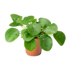 Pilea Peperomioides - Chinese Money Plant -Hortology Shop Pilea peperomioides Chinese Money Plant 25cm c52e27b9 a7bd 46f1 88b1 d28e50dc948c