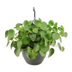 Pilea Peperomioides - Chinese Money Plant -Hortology Shop Pilea peperomioides Chinese Money Plant 27x40cm