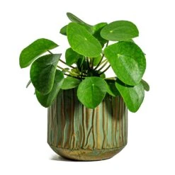 Pilea Peperomioides - Chinese Money Plant -Hortology Shop Pilea peperomioides Chinese Money Plant Caro Metal Plant Pots Set of 6 Copper Green