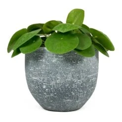 Pilea Peperomioides - Chinese Money Plant -Hortology Shop Pilea peperomioides Chinese Money Plant Karlijn Plant Pot Anthracite 54639b3d c8be 47df 9d9b 12385c46e994