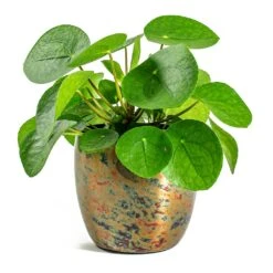 Pilea Peperomioides - Chinese Money Plant -Hortology Shop Pilea peperomioides Chinese Money Plant Kian Metal Plant Pots Set of 3 Sky Burn