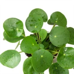 Pilea Peperomioides - Chinese Money Plant -Hortology Shop Pilea peperomioides Chinese Money Plant Leaves
