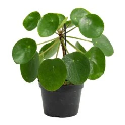 Pilea Peperomioides - Chinese Money Plant -Hortology Shop Pilea peperomioides Chinese Money Plant Stemmed