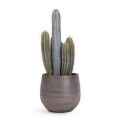 Esra Plant Pot - Mystic Grey -Hortology Shop Pilocereus pachycladus Blue Column Cactus 17x30cm Esra Plant Pot Mystic Grey 22x20cm 04cd9e22 0a4c 4cf6 82ba ff5b5eb9ae30