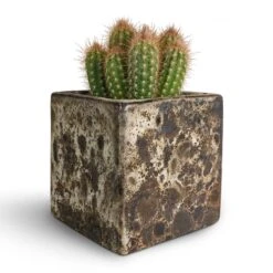 Lava Cube Relic Planter - Black -Hortology Shop Pilosocereus gounellei Xique Xique Cactus 10.5x15cm Lava Cube Relic Planter Black 16x16x16cm be595036 bbab 4305 9fc9 ce8ff94ec716
