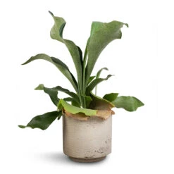 Novi Plant Pot - Grey Washed -Hortology Shop Platycerium Bifurcatum Common Staghorn Fern 12x40cm Novi Plant Pot Grey Washed 15x13.5cm d1acab64 28ab 4fe9 bc85 8a192ddea653