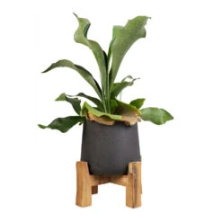Patt Plant Pot - Low Stand - Black Washed -Hortology Shop Platycerium Bifurcatum Common Staghorn Fern 12x40cm Patt Plant Pot Low Stand Black Washed 21x20cm 1 5e6172b0 8676 4520 84d6 aaf8dfd59d0c
