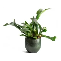 Zembla Plant Pot - Green -Hortology Shop Platycerium bifurcatum Common Staghorn Fern Zembla Plant Pot