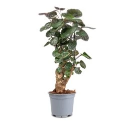 Polyscias Fabian - Aralia Fabian -Hortology Shop Polyscias Fabian Aralia Fabian 12x40cm