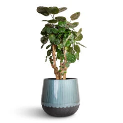 Ninthe Metal Plant Pot - Metallic Petrol -Hortology Shop Polyscias Fabian Aralia Fabian 24x70cm Ninthe Metal Plant Pot Metallic Petrol 36x31cm 7089797b 9768 4dd7 8e43 0d43afab0e3a