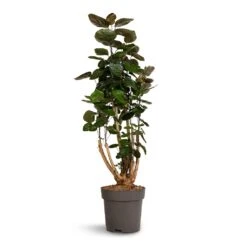 Polyscias Fabian - Aralia Fabian -Hortology Shop Polyscias Fabian Aralia Fabian 24x80cm