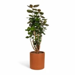 Polyscias Fabian - Aralia Fabian -Hortology Shop Polyscias Fabian Aralia Fabian 24x80cm Max Refined Planter Canyon Orange 29x29.5cm
