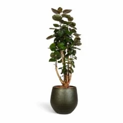 Polyscias Fabian - Aralia Fabian -Hortology Shop Polyscias Fabian Aralia Fabian 24x80cm Noor Plant Pot Velvet Green 33x30cm