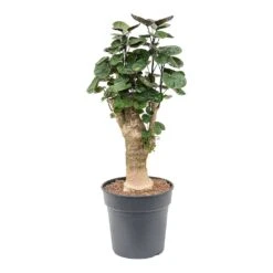 Polyscias Fabian - Aralia Fabian -Hortology Shop Polyscias Fabian Aralia Fabian 25cm