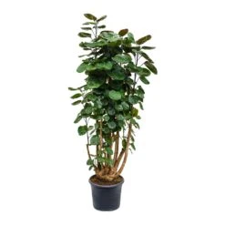 Polyscias Fabian - Aralia Fabian -Hortology Shop Polyscias Fabian Aralia Fabian 29x115cm