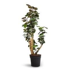 Polyscias Fabian - Aralia Fabian -Hortology Shop Polyscias Fabian Aralia Fabian 30x140cm