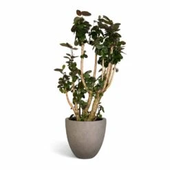 Grigio Egg Pot Planter - Natural Concrete -Hortology Shop Polyscias Fabian Aralia Fabian 30x140cm Grigio Egg Pot Planter Natural Concrete 40x36cm 3e1984ba cea8 41c2 bb90 5d2565a22a5b