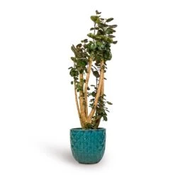 Polyscias Fabian - Aralia Fabian -Hortology Shop Polyscias Fabian Aralia Fabian 30x150cm Felix Planters Ocean Blue 37x33cm