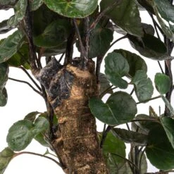 Polyscias Fabian - Aralia Fabian -Hortology Shop Polyscias Fabian Aralia Fabian SWATCH