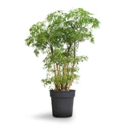 Polyscias Ming - Aralia Ming 24 Polyscias Ming - Aralia Ming -Hortology Shop Polyscias Ming Aralia Ming 19x60cm