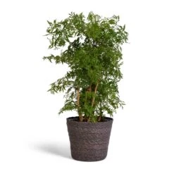 Polyscias Ming - Aralia Ming 17 Polyscias Ming - Aralia Ming -Hortology Shop Polyscias Ming Aralia Ming 19x60cm Igmar Plant Basket Grey 22x19cm