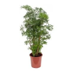 Polyscias Ming - Aralia Ming 22 Polyscias Ming - Aralia Ming -Hortology Shop Polyscias Ming Aralia Ming 21x80cm