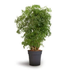 Polyscias Ming - Aralia Ming 21 Polyscias Ming - Aralia Ming -Hortology Shop Polyscias Ming Aralia Ming 24x80cm