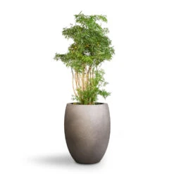Grigio Tall Balloon Planter - Natural Concrete -Hortology Shop Polyscias Ming Aralia Ming 24x80cm Grigio Tall Balloon Planter Natural Concrete 40x50cm 1 c61e6f54 217e 409c a403 f5ac0358c30e