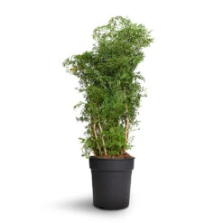 Polyscias Ming - Aralia Ming 23 Polyscias Ming - Aralia Ming -Hortology Shop Polyscias Ming Aralia Ming 24x80cm 2