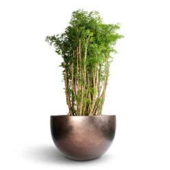 Polyscias Ming - Aralia Ming 18 Polyscias Ming - Aralia Ming -Hortology Shop Polyscias Ming Aralia Ming 27x110cm Metallic Plant Bowl Matt Coffee 45x27cm