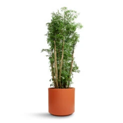 Polyscias Ming - Aralia Ming 27 Polyscias Ming - Aralia Ming -Hortology Shop Polyscias Ming Aralia Ming 27x110cm Prague Plant Pot Cayenne 28x24cm 837d3368 c294 4074 9145 8949759934e8