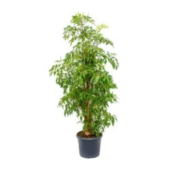 Polyscias Ming - Aralia Ming 26 Polyscias Ming - Aralia Ming -Hortology Shop Polyscias Ming Aralia Ming 29x130cm