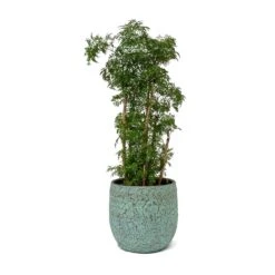 Polyscias Ming - Aralia Ming 28 Polyscias Ming - Aralia Ming -Hortology Shop Polyscias Ming Aralia Ming Evi Plant Pot Antique Bronze