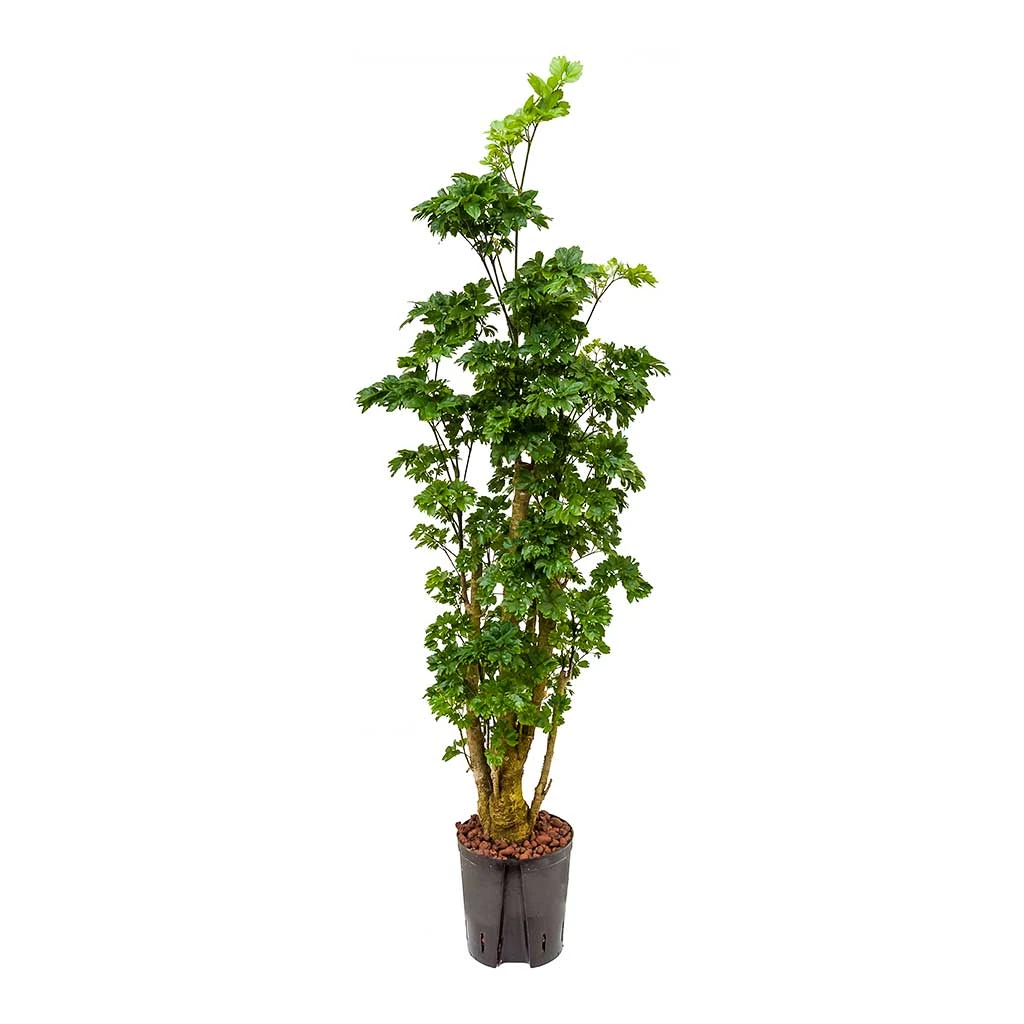 Polyscias Roble - Aralia - HydroCare 1 Polyscias Roble - Aralia - HydroCare