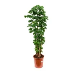 Polyscias Roble - Aralia Roble -Hortology Shop Polyscias Roble Aralia Roble 27x100cm