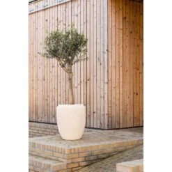 Polystone Coated Plain Coppa Planter - Natural -Hortology Shop Polystone Coated Plain Coppa Planter Natural Lifestyle