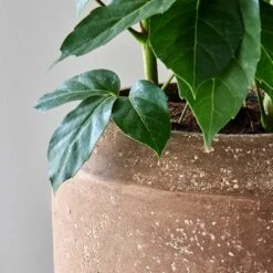 Polystone Coated Plain Coppa Planter - Rock -Hortology Shop Polystone Coated Plain Coppa Planter Rock 4